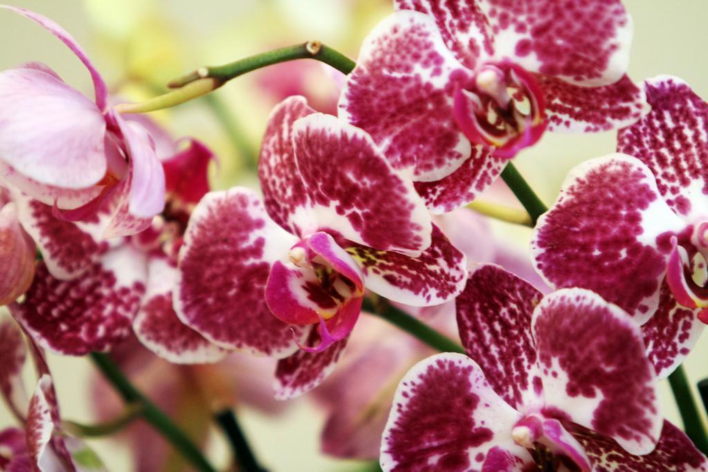 Orchidea Apartman Eger Eksteriør bilde